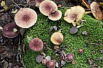 Tricholomopsis rutilans Plums and Custard.  Plum coloured cap and stem custard coloured gills and flesh.  Grows on conifer stumps.