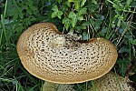 Polyporus squamosus Dryad's Saddle. Often found relatively high up growing out of the side of the tree in summer.