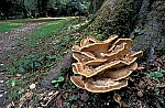 Meripilus giganteus - Giant Polypore. Huge many layered growths up to 80cm across at the base of trees or on stumps. Often on beech trees