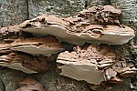 Ganoderma. Very large hard perennial bracket up to 60cm across on lower part of deciduous trees.  Often see reddish brown dusting of spores near the brackets.