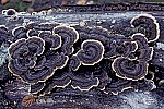Trametes versicolor Turkeytail. Brackets 4-10cm concentrically patterned grey-blue or grey-brown on deciduous wood.  Note there are a number of different species looking somewhat like this