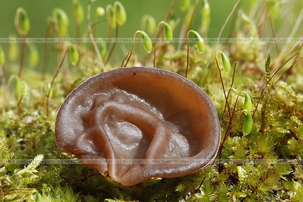 Auricularia auricula-judae - Jelly Ear Fungus. Often on elder branches. Looks and feels rather like an ear but dries hard. Found year round.