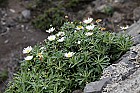 Argyranthemum coronopifolium (?)