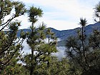 Cloud sea and Canary pine forest