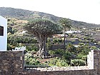 Dracaena draco Canary Islands Dragon Tree
