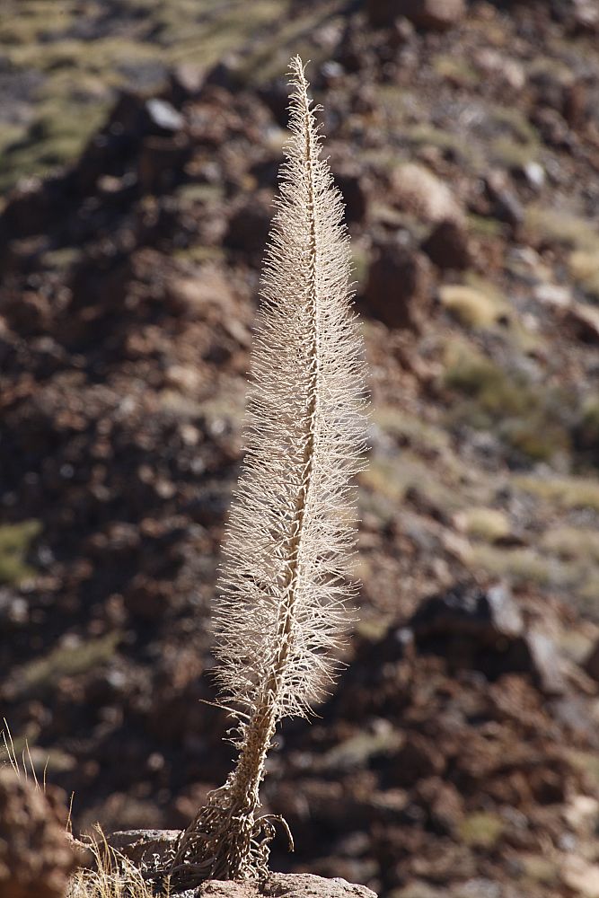 Echium wildpretii Teide bugloss