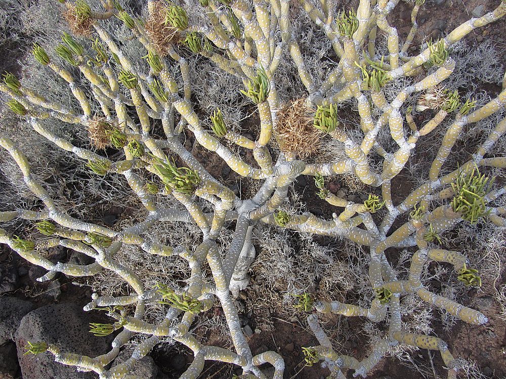 Kleinia neriifolia or Canary Islands candle plant