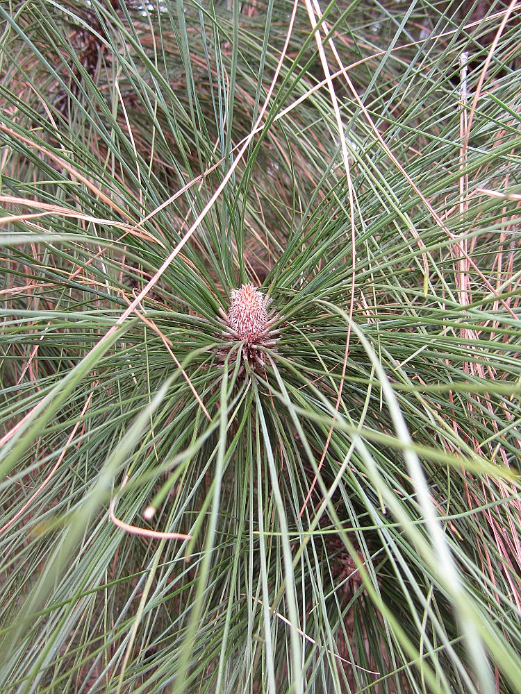 Pinus canariensis Canary Island Pine