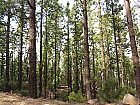 Pinus canariensis Canary Island Pine