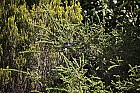 Sardinian Warbler Sylvia melanocephala