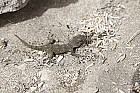 Tarentola delalandii Tenerife Gecko