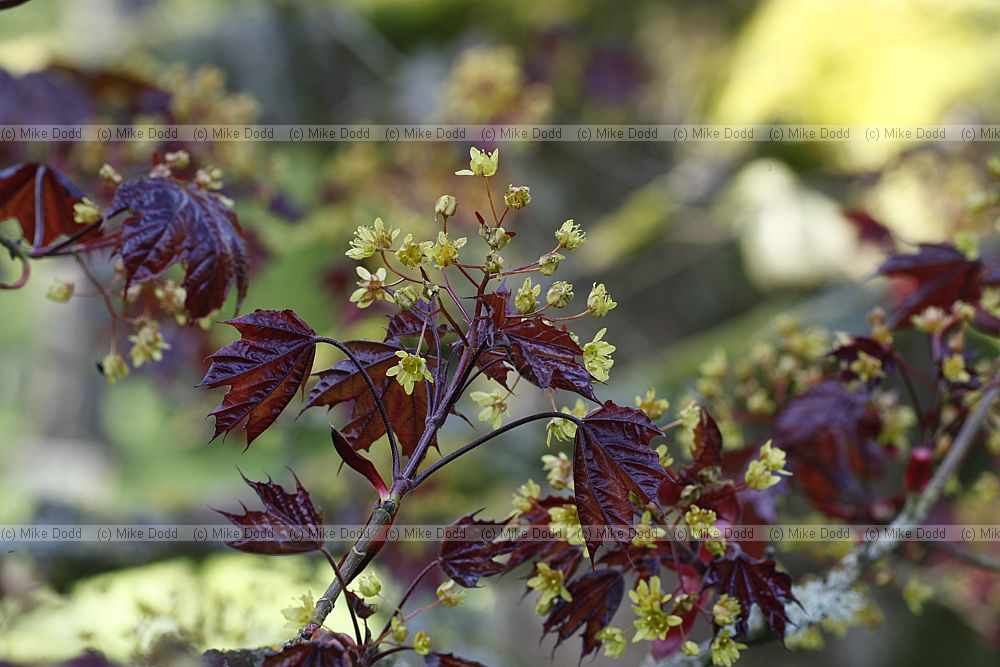 Acer platanoides 'Crimson King'