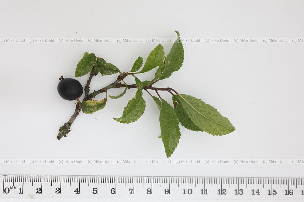 Prunus spinosa Blackthorn or Sloe