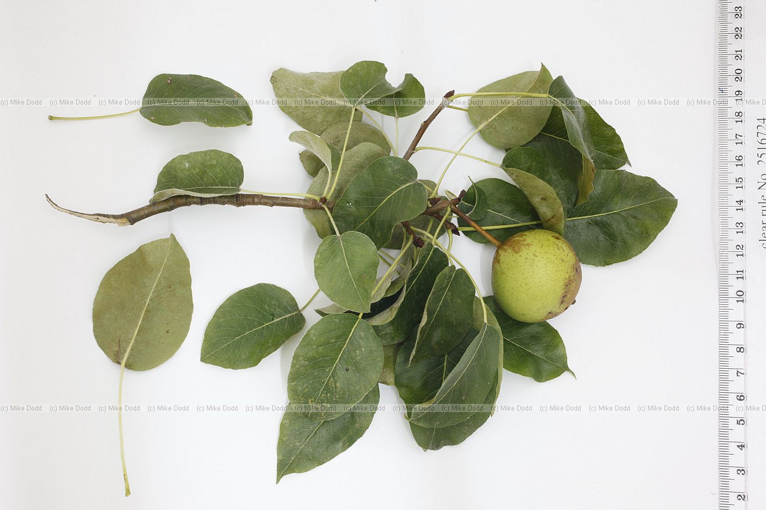 Pyrus calleryana 'Chanticleer' Chanticleer Pear